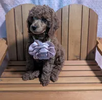 Bo Peep 🩷, a female Poodle - Miniature  for sale in Meta, MO – 10 of 10