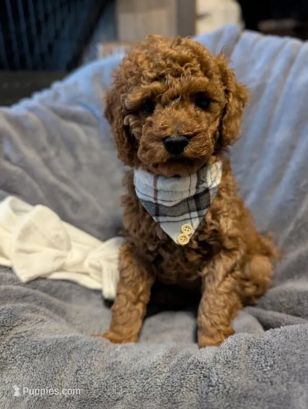 Cal 🤍 – Poodle - Miniature  puppy for sale in Meta, MO