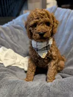 Cal 🤍, a male Poodle - Miniature  for sale in Meta, MO – 1 of 10