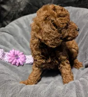 Sophie 💜, a female Poodle - Miniature  for sale in Meta, MO – 7 of 10