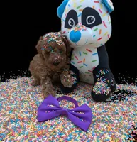 Cinnamon 💜, a female Poodle - Toy  for sale in Meta, MO – Photo 10 of 10