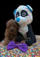 Cinnamon 💜, a female Poodle - Toy  for sale in Meta, MO – Photo 9 of 10