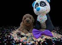 Cinnamon 💜, a female Poodle - Toy  for sale in Meta, MO – Photo 6 of 10