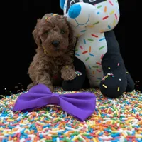Cinnamon 💜, a female Poodle - Toy  for sale in Meta, MO – Photo 5 of 10