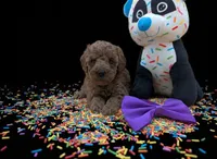 Cinnamon 💜, a female Poodle - Toy  for sale in Meta, MO – Photo 7 of 10