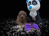 Cinnamon 💜, a female Poodle - Toy  for sale in Meta, MO – Photo 8 of 10