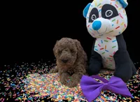 Cinnamon 💜, a female Poodle - Toy  for sale in Meta, MO – Photo 3 of 10