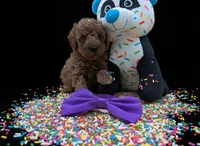 Cinnamon 💜, a female Poodle - Toy  for sale in Meta, MO – Photo 1 of 10