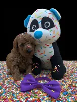 Cinnamon 💜, a female Poodle - Toy  for sale in Meta, MO – Photo 2 of 10