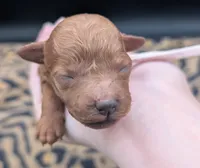 Sophia 🩷, a female Poodle - Miniature  for sale in Meta, MO – 6 of 10