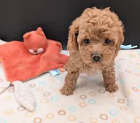 Betty 🩵, a female Poodle - Toy  for sale in Meta, MO – 3 of 10
