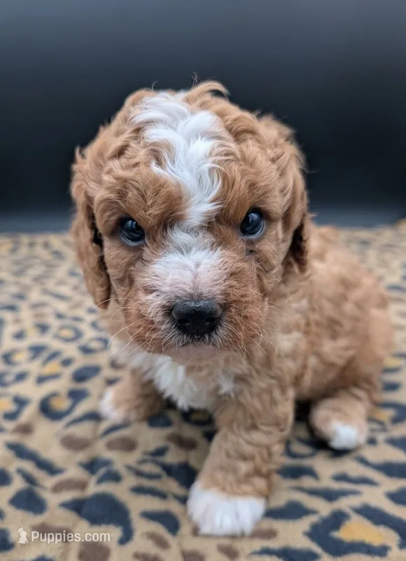 Nathan 🩶 – Cavapoo puppy for sale in Meta, MO