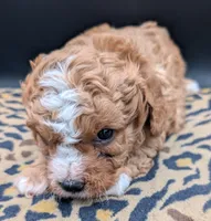 Nathan 🩶, a male Cavapoo for sale in Meta, MO – 4 of 10