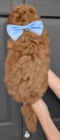 Betty 🩵, a female Poodle - Toy  for sale in Meta, MO – 4 of 10