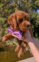 Grape 🍇, a female Poodle - Toy  for sale in Meta, MO – 9 of 10