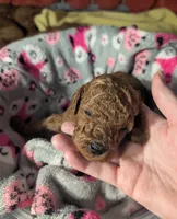 Buzz 🤍, a male Poodle - Miniature  for sale in Meta, MO – 6 of 10