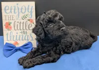 Mufasa 💙, a male Poodle - Miniature  for sale in Meta, MO – 7 of 10