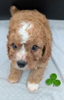 Nathan 🩶, a male Cavapoo for sale in Meta, MO – 4 of 10