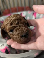 Woody 🤎, a male Poodle - Miniature  for sale in Meta, MO – 6 of 10