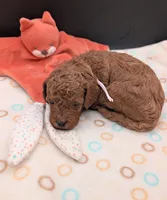 Bo Peep 🩷, a female Poodle - Miniature  for sale in Meta, MO – 10 of 10