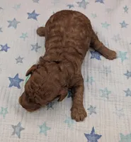 Shaggy 💚, a male Poodle - Toy  for sale in Meta, MO – Photo 8 of 10