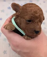 Shaggy 💚, a male Poodle - Toy  for sale in Meta, MO – Photo 7 of 10