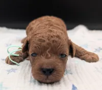 Shaggy 💚, a male Poodle - Toy  for sale in Meta, MO – Photo 5 of 10
