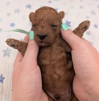 Shaggy 💚, a male Poodle - Toy  for sale in Meta, MO – Photo 4 of 10