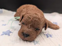 Shaggy 💚, a male Poodle - Toy  for sale in Meta, MO – Photo 6 of 10