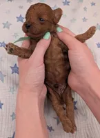Shaggy 💚, a male Poodle - Toy  for sale in Meta, MO – Photo 2 of 10