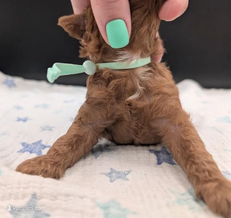 Shaggy 💚 – Poodle - Toy  puppy for sale in Meta, MO