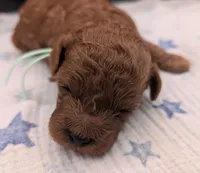 Shaggy 💚, a male Poodle - Toy  for sale in Meta, MO – Photo 10 of 10