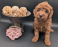 Bo Peep 🩷, a female Poodle - Miniature  for sale in Meta, MO – 9 of 10