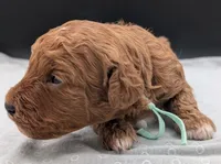 Linus 💚, a male Poodle - Miniature  for sale in Meta, MO – 5 of 10