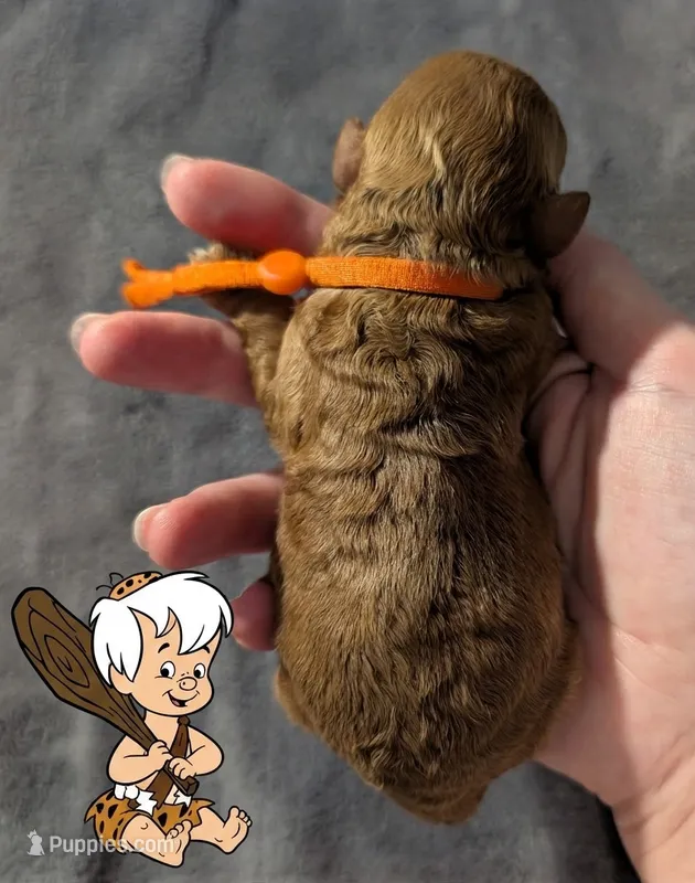 Bamm Bamm 🧡 – Poodle - Toy  puppy for sale in Meta, MO