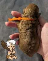 Bamm Bamm 🧡, a male Poodle - Toy  for sale in Meta, MO – 1 of 10