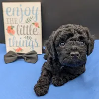 Rafiki 🖤, a male Poodle - Miniature  for sale in Meta, MO – 6 of 10
