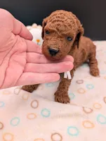 Buzz 🤍, a male Poodle - Miniature  for sale in Meta, MO – 10 of 10
