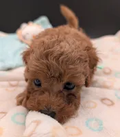 Green 🍏, a male Poodle - Toy  for sale in Meta, MO – 10 of 10
