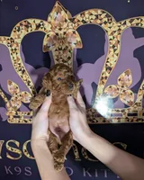 Barney 🤎, a male Poodle - Toy  for sale in Meta, MO – 3 of 10