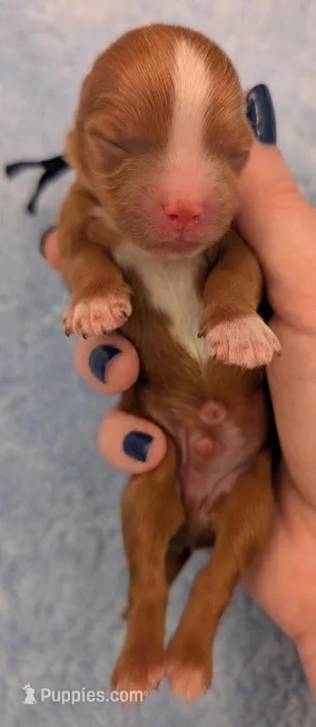 Jaxin 🩵 – Cavapoo puppy for sale in Meta, MO