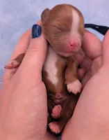 Jaxin 🩵, a male Cavapoo for sale in Meta, MO – Photo 10 of 10