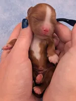 Jaxin 🩵, a male Cavapoo for sale in Meta, MO – Photo 9 of 10