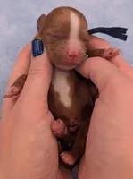 Jaxin 🩵, a male Cavapoo for sale in Meta, MO – Photo 3 of 10