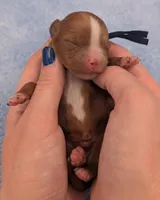 Jaxin 🩵, a male Cavapoo for sale in Meta, MO – Photo 4 of 10