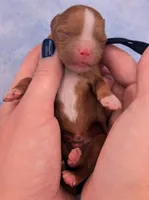 Jaxin 🩵, a male Cavapoo for sale in Meta, MO – Photo 6 of 10