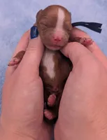 Jaxin 🩵, a male Cavapoo for sale in Meta, MO – Photo 8 of 10