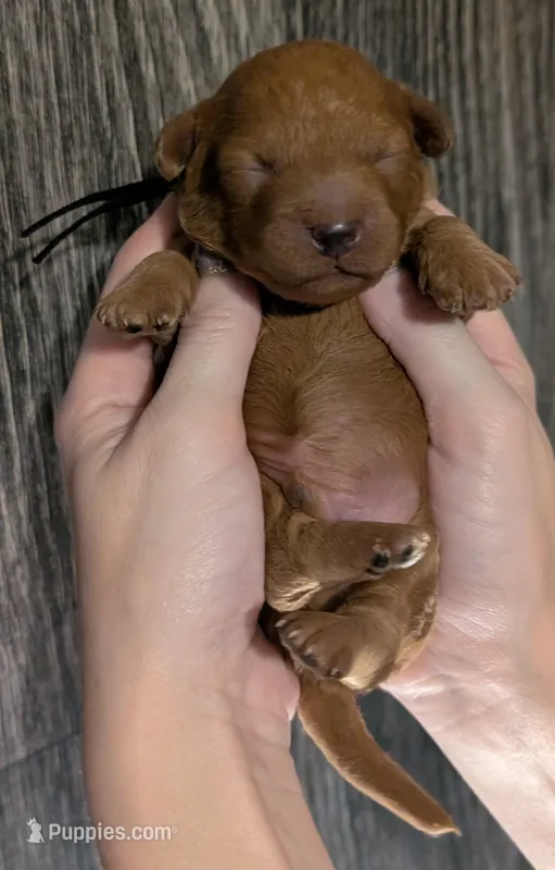 Pompadour 🖤 – Poodle - Miniature  puppy for sale in Meta, MO