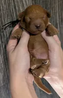 Pompadour 🖤, a male Poodle - Miniature  for sale in Meta, MO – 1 of 10