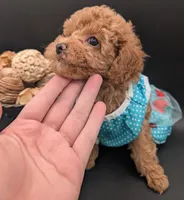 Betty 🩵, a female Poodle - Toy  for sale in Meta, MO – 4 of 10